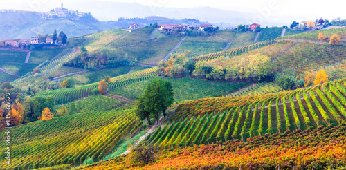 amazing vast plantation of vineyards in Piemonte- famous vine region of Italy
