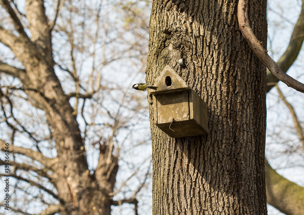 The great tit building a nest in birdhouse on a tree. The bird is flying out from it's home The great tit building a nest in birdhouse on a tree. The bird is flying out from it's home