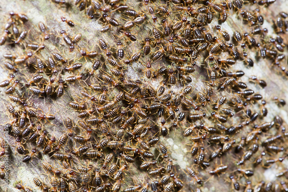 Insect, Termite on the ground, Insect of Thailand Insect, Termite on the ground, Insect of Thailand