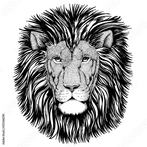 Fototapeta Naklejka Na Ścianę i Meble -  Wild cat Wild lion Hand drawn image for t-shirt, posters