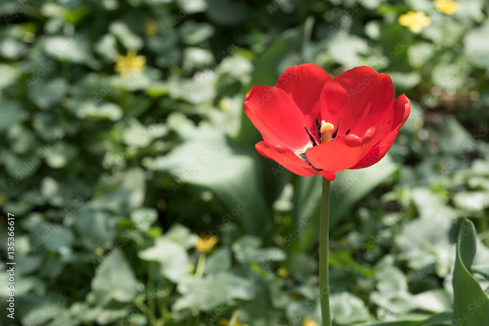 Beautiful red tulip