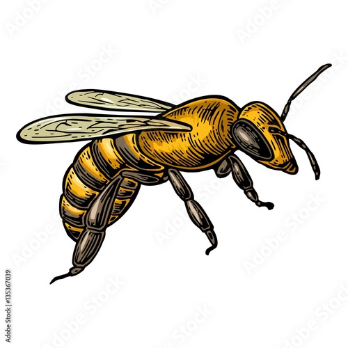 Bee. Isolated vector color illustration on white background.