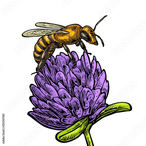 Bee pollen from clover. Vector vintage illustration on white background