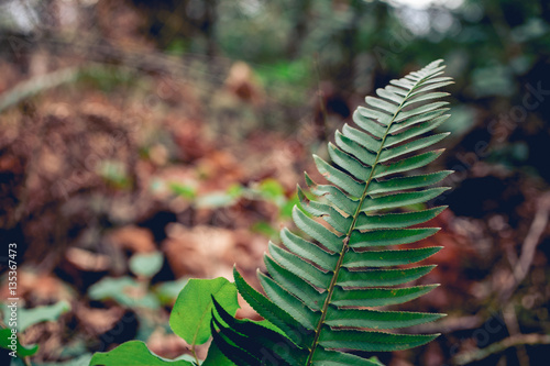 Fern