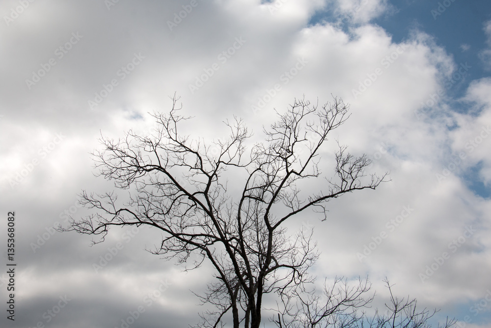 green treetop and sky,branch of tree,brown color of branch green treetop and sky,branch of tree,brown color of branch