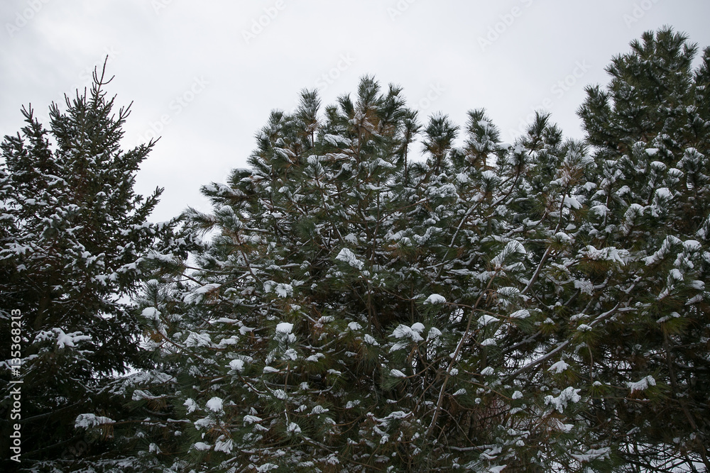 Fototapeta premium Snow covers pine tree after winter storm