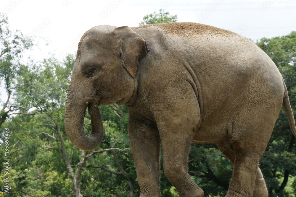Obraz premium アジアゾウ