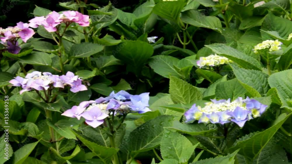 Pink and Purple Blooming Hydrangea Bush Pink and Purple Blooming Hydrangea Bush