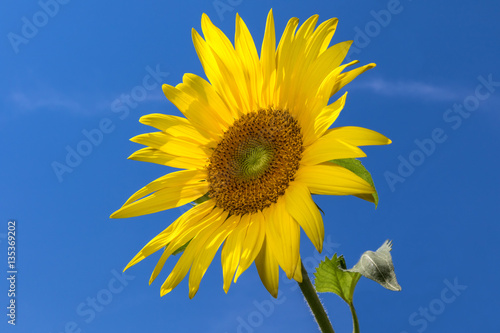 sun flower against dark blue sky