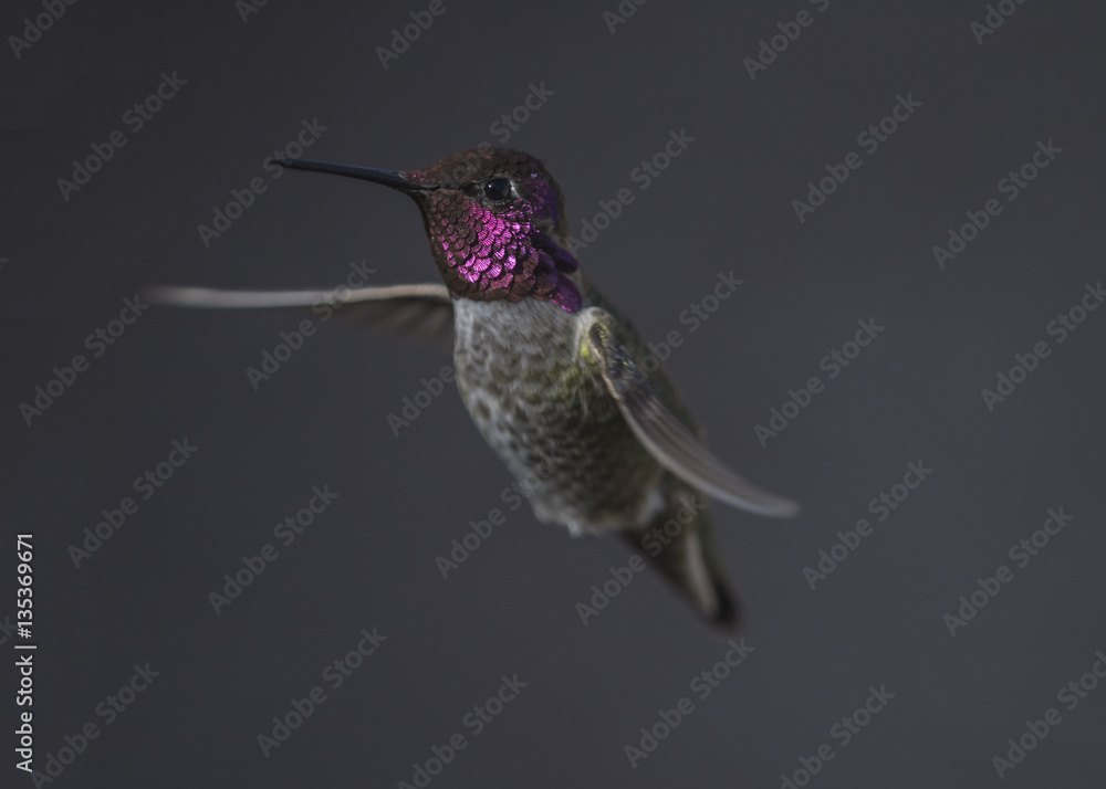 Fototapeta premium Annas Hummingbird (Calypte anna) Male in Mating Colors