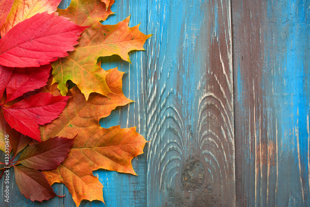 Colorful autumn leaves on blue and brown wooden background Colorful autumn leaves on blue and brown wooden background