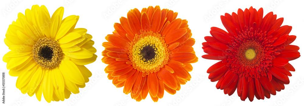 Big Selection of Colorful Gerbera flower (Gerbera jamesonii) Isolated on White Background. Various red, yellow, orange Big Selection of Colorful Gerbera flower (Gerbera jamesonii) Isolated on White Background. Various red, yellow, orange
