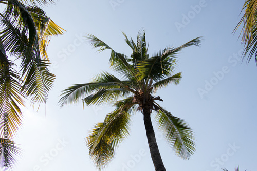 group of coconut,coconut make dessert or food