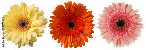 Big Selection of Colorful Gerbera flower (Gerbera jamesonii) Isolated on White Background. Various pink, yellow, orange 
