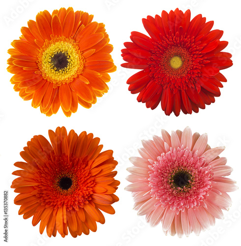 Big Selection of Colorful Gerbera flower (Gerbera jamesonii) Isolated on White Background. Various red, pink, yellow, orange  © ulkan