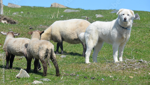 Fotografija Sheeps and Pyrenean Mountain Dog, known as the Great Pyrenees in North America, is a large breed of dog used as a livestock guardian dog
