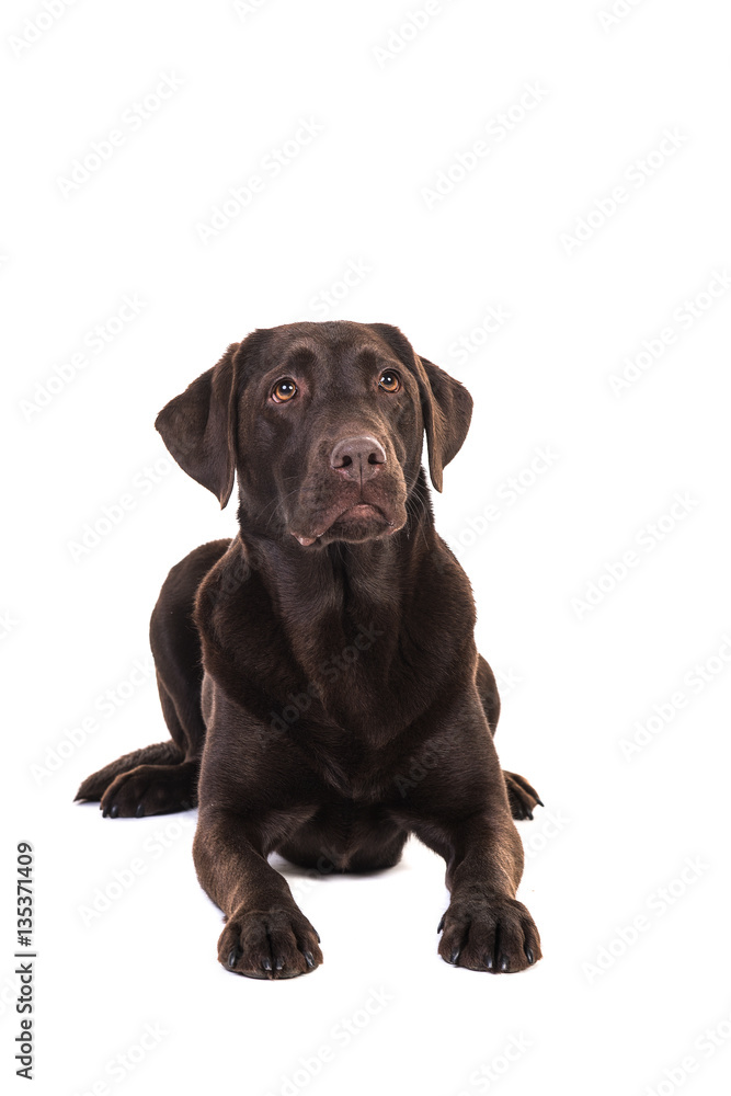 Female chocolate brown labrador retriever dog lying on the floor seen from the front looking up isolated on a white background