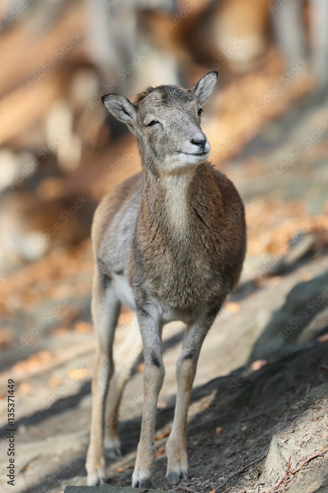 Fototapeta premium Close encounter with wildlife