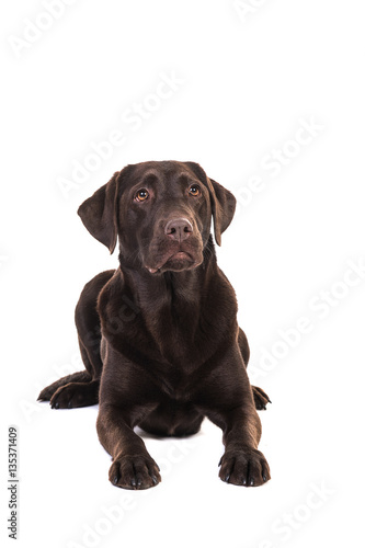 Female chocolate brown labrador retriever dog lying on the floor seen from the front looking up isolated on a white background © Elles Rijsdijk