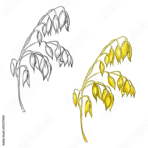 hand drawn set of oat plant. sketch. Vector eps 8