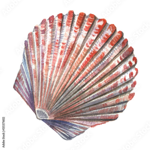 Sea shell painted watercolor. Illustrations of sea shells on a w