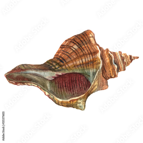 Sea shell painted watercolor. Illustrations of sea shells on a w