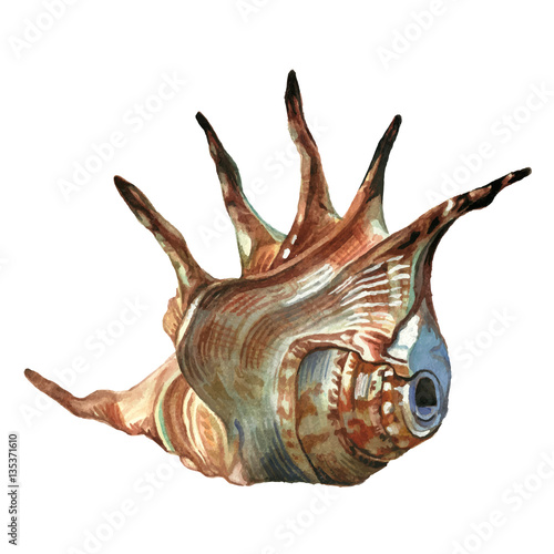 Sea shell painted watercolor. Illustrations of sea shells on a w