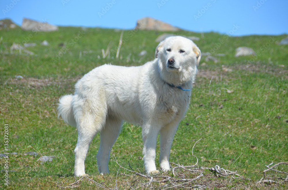 What Were The Polish Dogs Used For