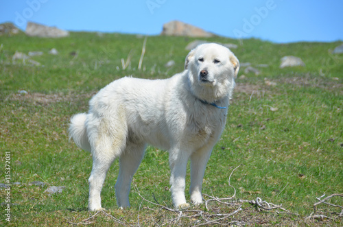  Pyrenean Mountain Dog, known as the Great Pyrenees in North America, is a large breed of dog used as a livestock guardian dog. photo