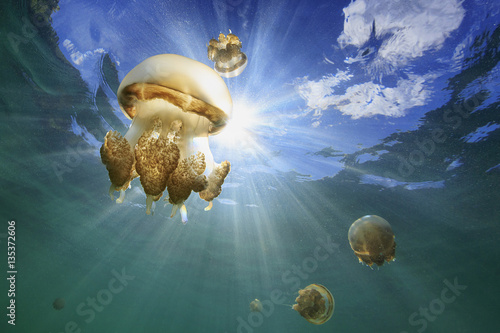 Jellyfish lake photo