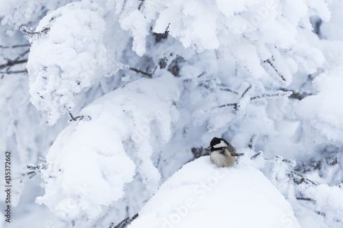Coal tit (Parus ater) in a snowy winter landscape © Alexander Erdbeer