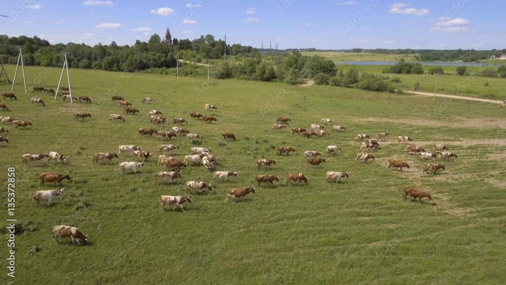 Herd of cows walking along a dirt rural road to the farm.AERIAL:Cows on the dirt road on the way to be milked in the evening.Aerial view:herd of cows.4K video,ultra HD. Herd of cows walking along a dirt rural road to the farm.AERIAL:Cows on the dirt road on the way to be milked in the evening.Aerial view:herd of cows.4K video,ultra HD.