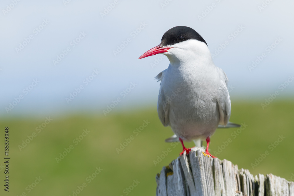 Portrait of an arctic tern