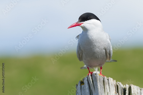 Portrait of an arctic tern photo
