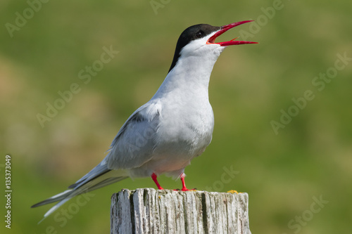 Portrait of an arctic tern