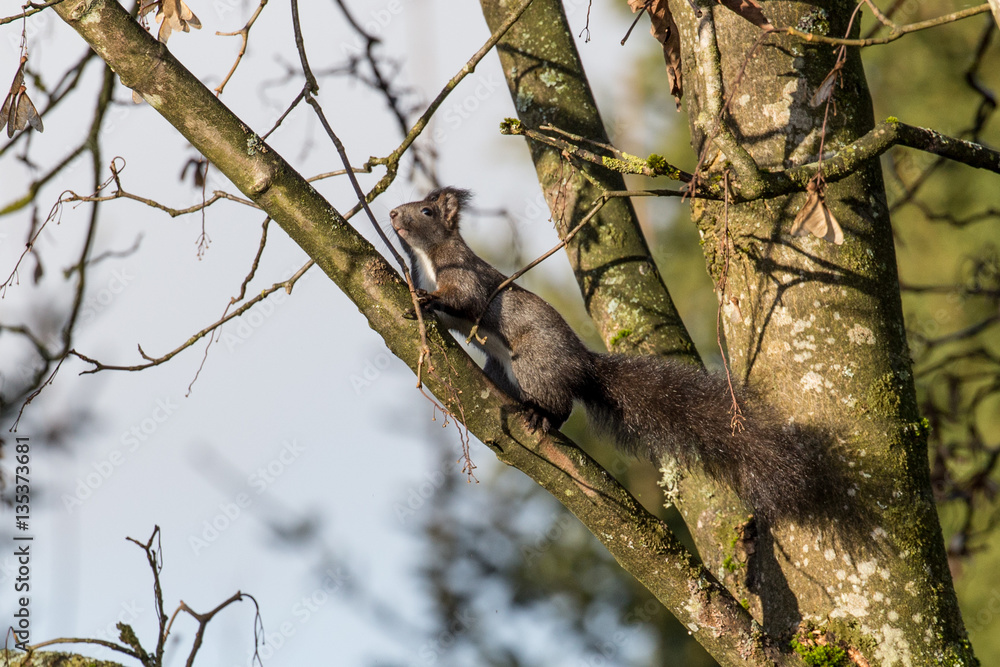 Eichhörnchen auf Futtersuche Eichhörnchen auf Futtersuche