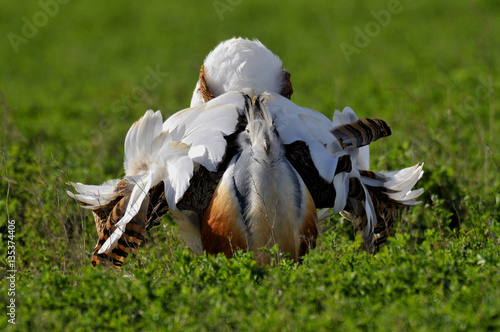 Avutarda (Otis tarda) photo