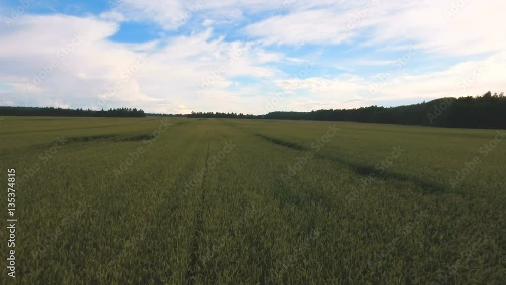 Aerial view:Flying over the green field on a background of beautiful blue sky with clouds.Barley field in sunset time.Field of rye and sunny day.Aerial:Field of Rye.4K video,ultra HD. Aerial view:Flying over the green field on a background of beautiful blue sky with clouds.Barley field in sunset time.Field of rye and sunny day.Aerial:Field of Rye.4K video,ultra HD.