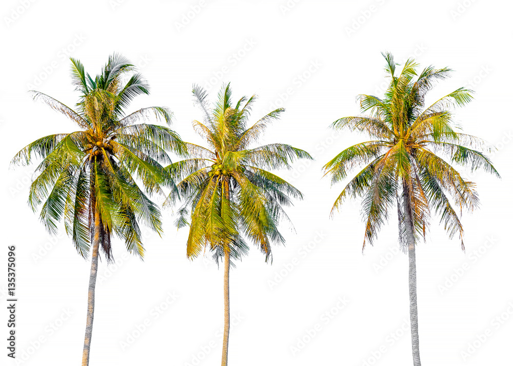Obraz premium coconut tree on white background