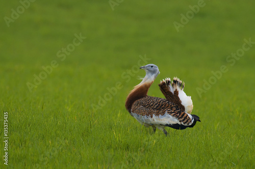 Photos Avutarda (Otis tarda)