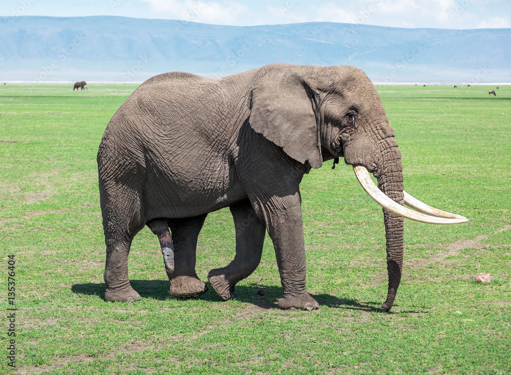 Large elephant male in Crater Ngorongoro National Park - Tanzania, Eastern Africa