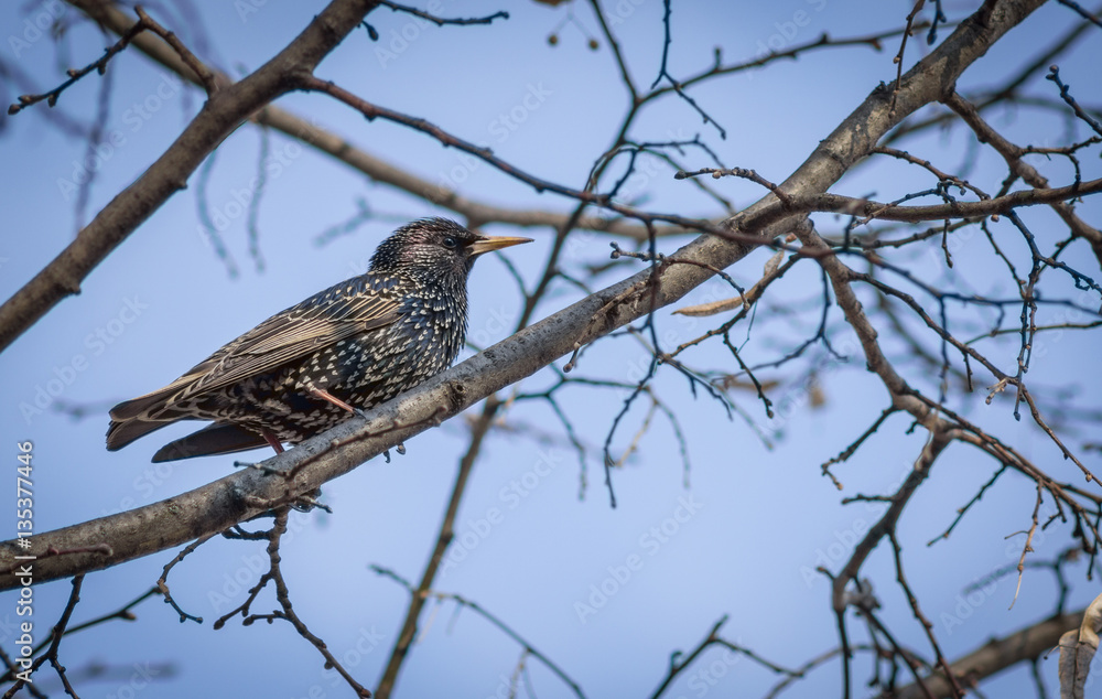 Starling on the tree. Starling on the tree.