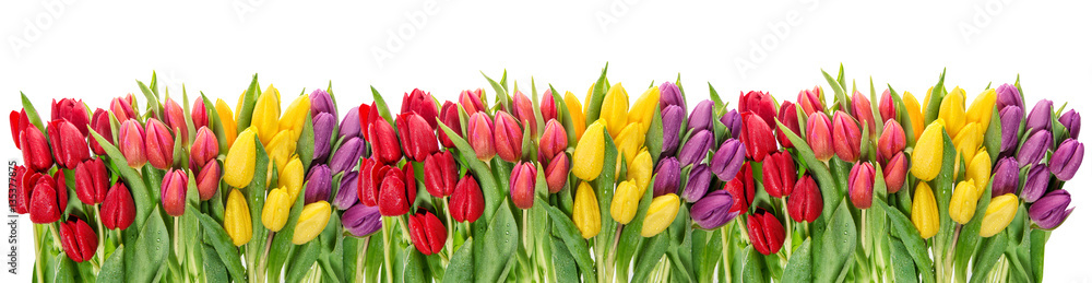 Fototapeta premium Świeżych wiosennych kwiatów tulipanów krople wody Kwiatowy baner
