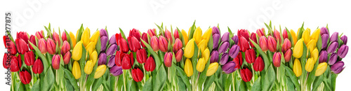 Photo Fresh spring tulip flowers water drops Floral banner