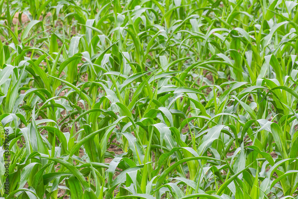 corn farm in asia corn farm in asia