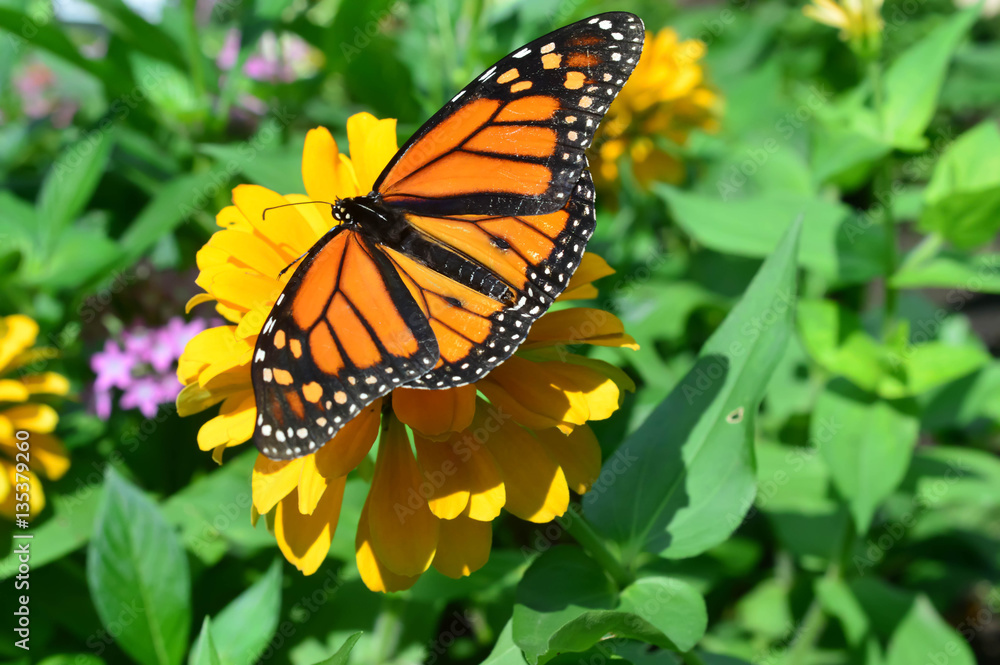 Fototapeta premium Monarch Butterfly on the flower