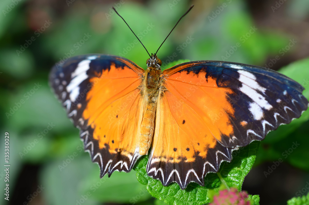 Common Lacewing Butterfly