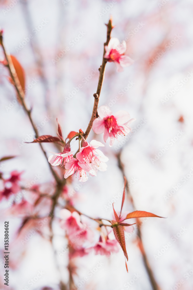 Selective soft focus Wild Himalayan Cherry or Sakura flower Selective soft focus Wild Himalayan Cherry or Sakura flower