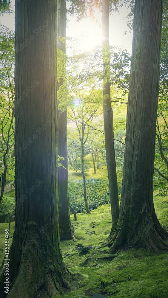 Sunlight peeking through the trees in the forest with moss covered ground Sunlight peeking through the trees in the forest with moss covered ground
