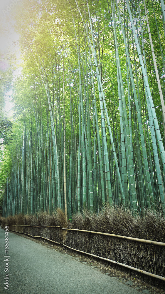 Fototapeta Arashiyama Bamboo Grove